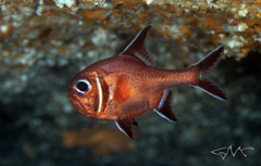 Trachichthys australis