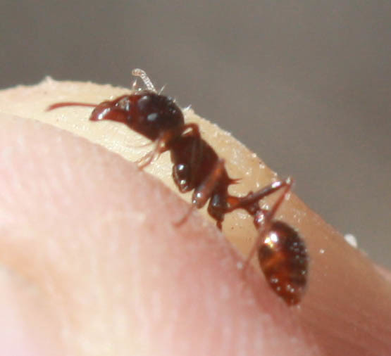 Rough Harvester Ant