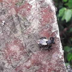 Apiomerus ochropterus