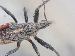 Rhynocoris ventralis