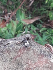 Apiomerus ochropterus