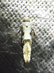 Argyresthia austerella