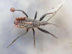 Rhynocoris ventralis