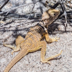 Crotaphytus nebrius