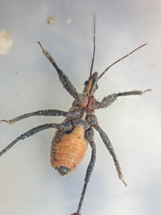 Rhynocoris ventralis