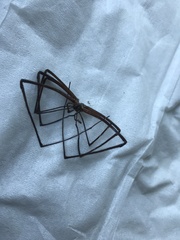 Hickmania troglodytes