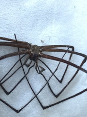 Hickmania troglodytes