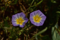 Convolvulus tricolor