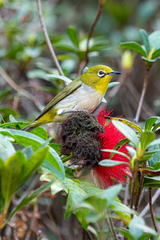 Zosterops simplex