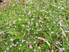 Phyla nodiflora minor