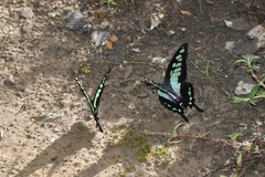 Graphium cloanthus