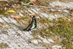 Graphium cloanthus