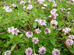 Phyla nodiflora minor