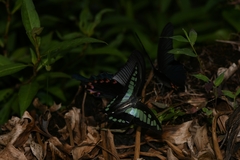 Graphium cloanthus