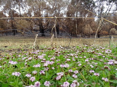 Phyla nodiflora minor