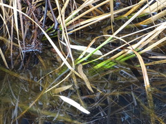 Cladium procerum