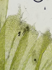 Sciuro-hypnum