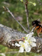Bombus eximius
