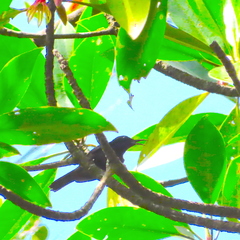 Leptocoma calcostetha