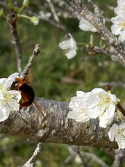 Bombus eximius
