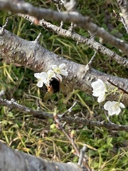 Bombus eximius