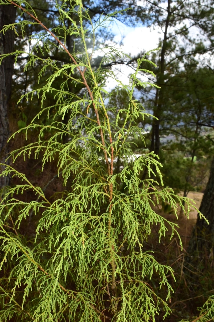 Juniperus gracilior gracilior in February 2021 by Joey Santore ...