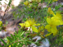 Hypericum microsepalum