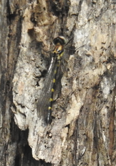 Cordulephya pygmaea