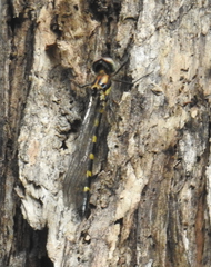 Cordulephya pygmaea
