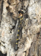 Cordulephya pygmaea
