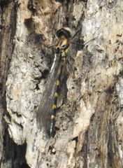 Cordulephya pygmaea