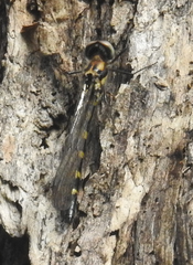 Cordulephya pygmaea