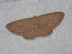 Poecilasthena anthodes