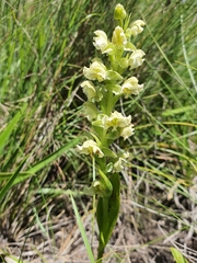 Pterygodium hastatum