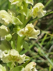 Pterygodium hastatum