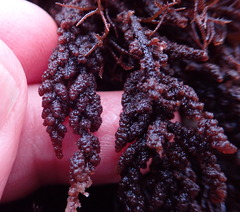 Callithamnion pikeanum