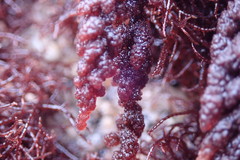 Callithamnion pikeanum