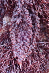 Callithamnion pikeanum