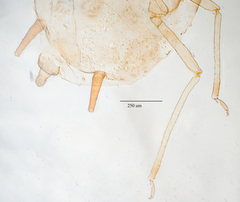 Aphis gossypii