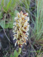 Disa sankeyi
