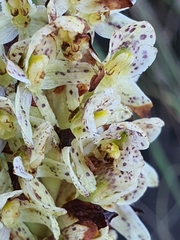 Disa sankeyi