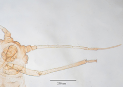Aphis gossypii