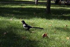 Pica pica