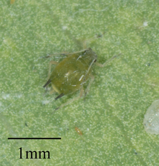 Aphis gossypii