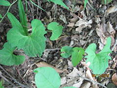 Viola triloba