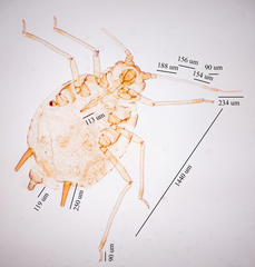 Aphis gossypii