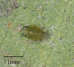 Aphis gossypii