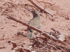 Pseudoseisura gutturalis