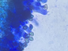 Cortinarius rubicundulus