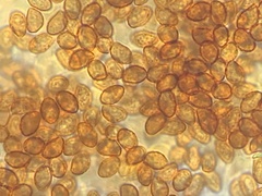 Cortinarius rubicundulus